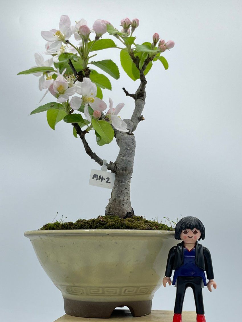 Malus Ralls Janet