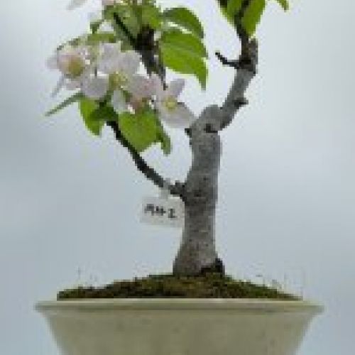 Malus Ralls Janet