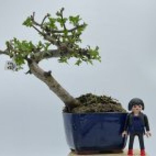 Crataegus Monogyna Espino Albar