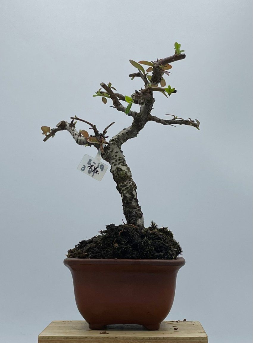 Pyracantha Coccinea