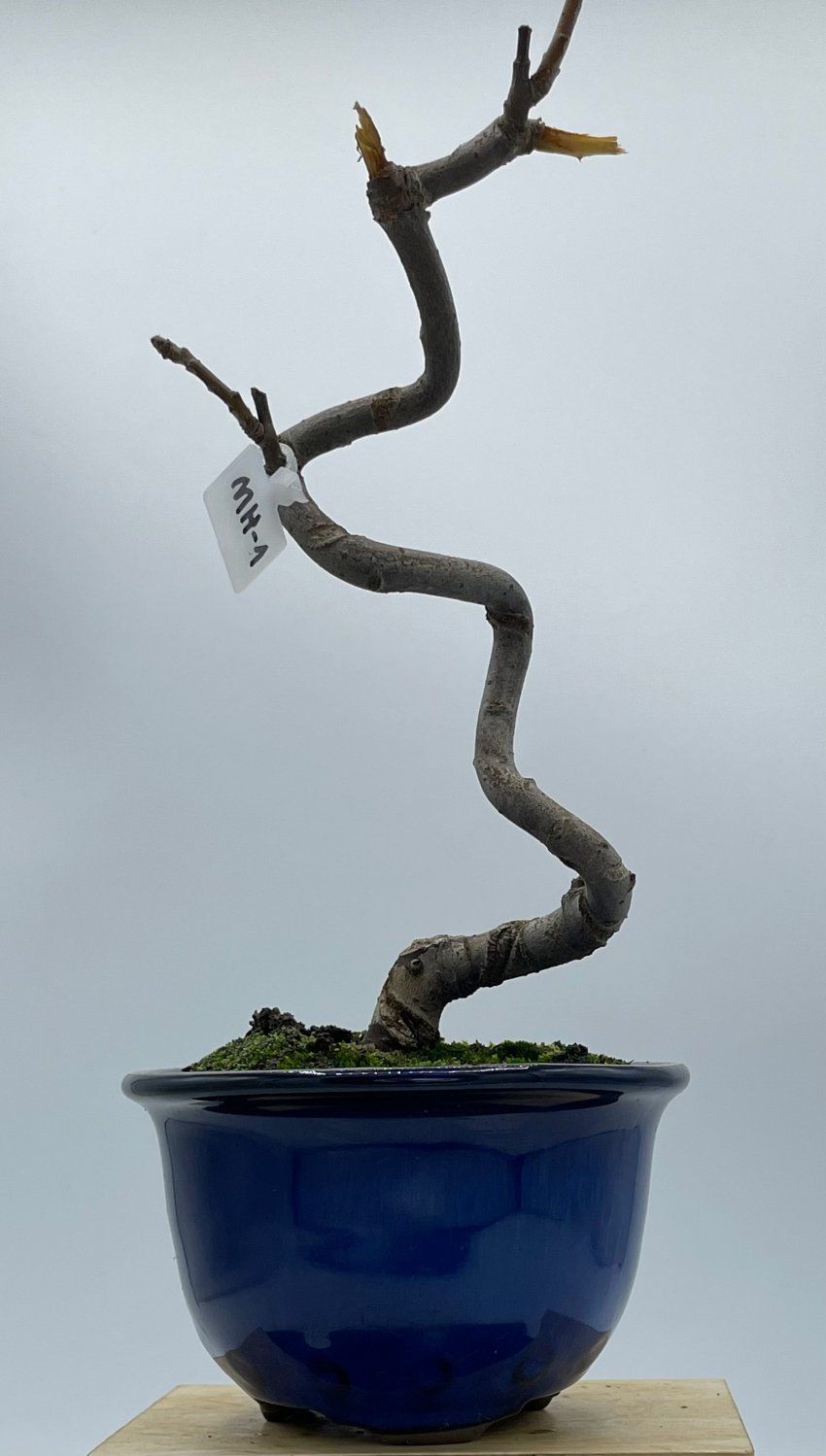 Malus Halliana