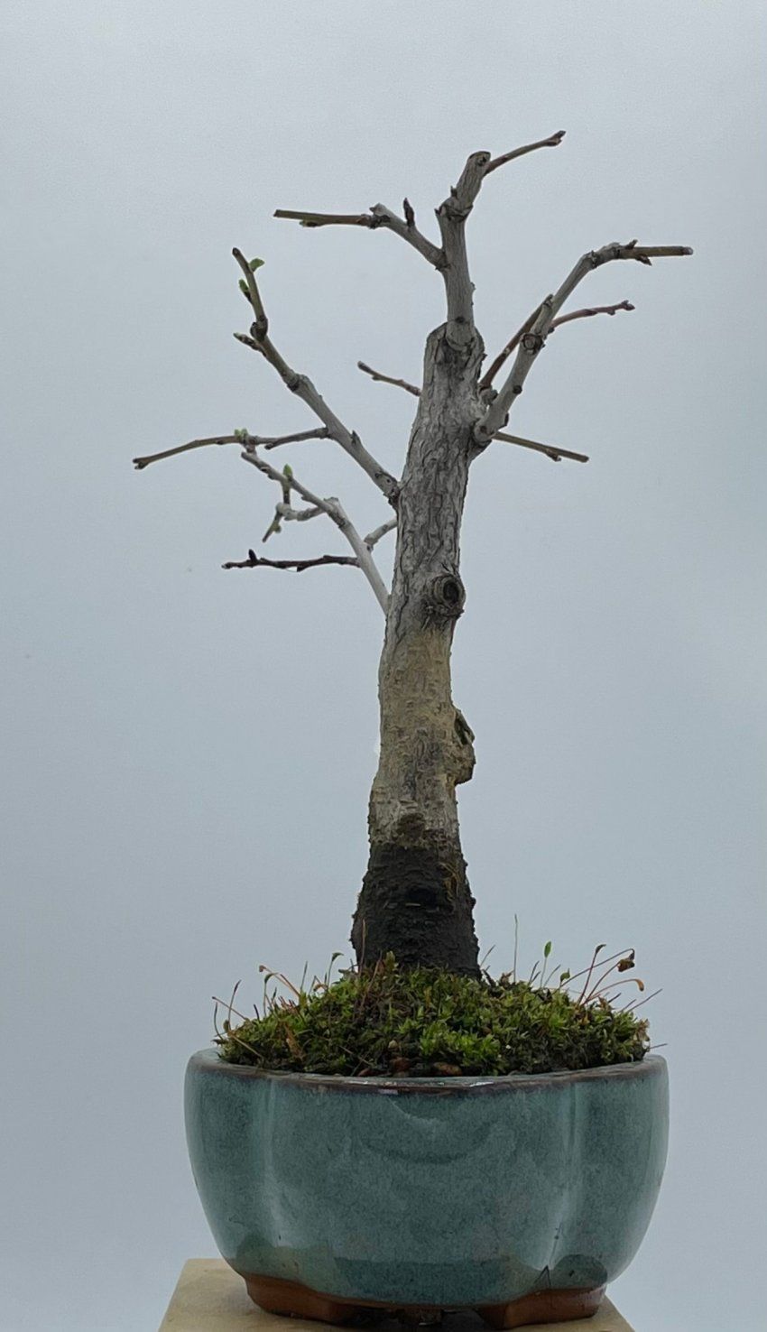 Prunus Espinosa
