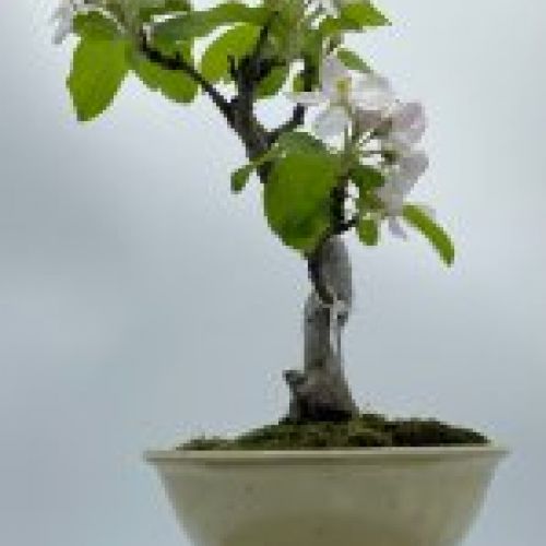 Malus Ralls Janet