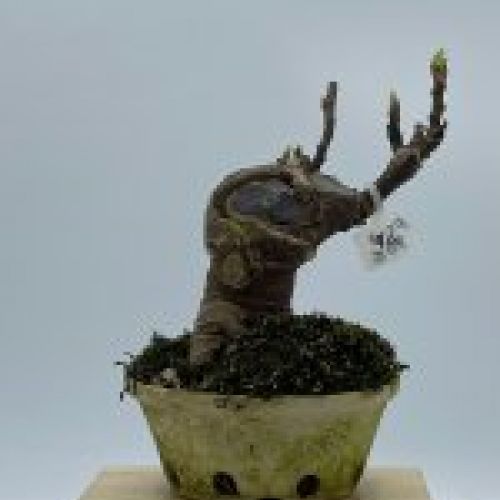 Ficus Carica Higuera