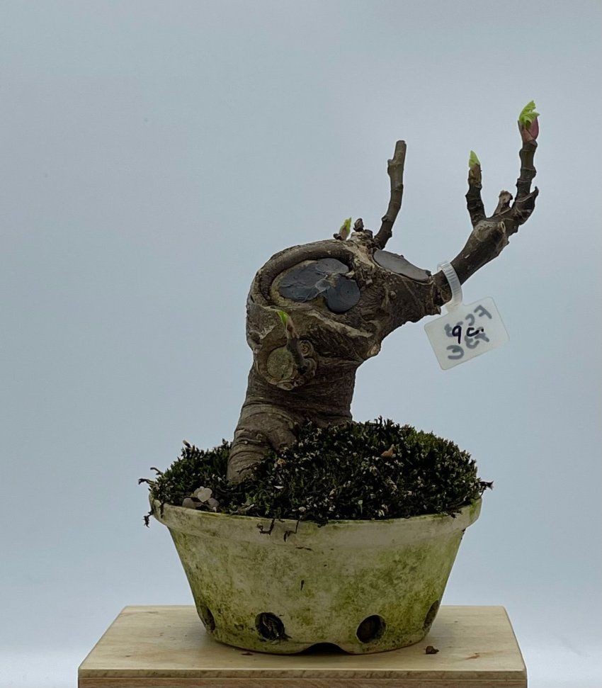 Ficus Carica Higuera