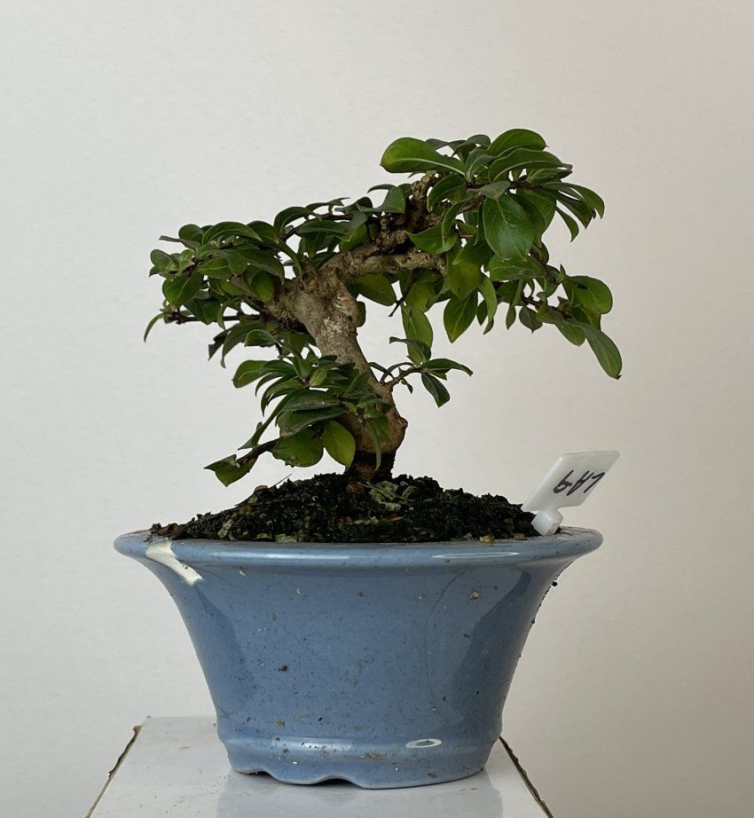 IMG 0718