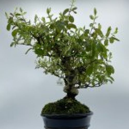 Ligustrum Japonico