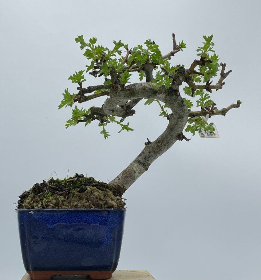 Crataegus Monogyna Espino Albar