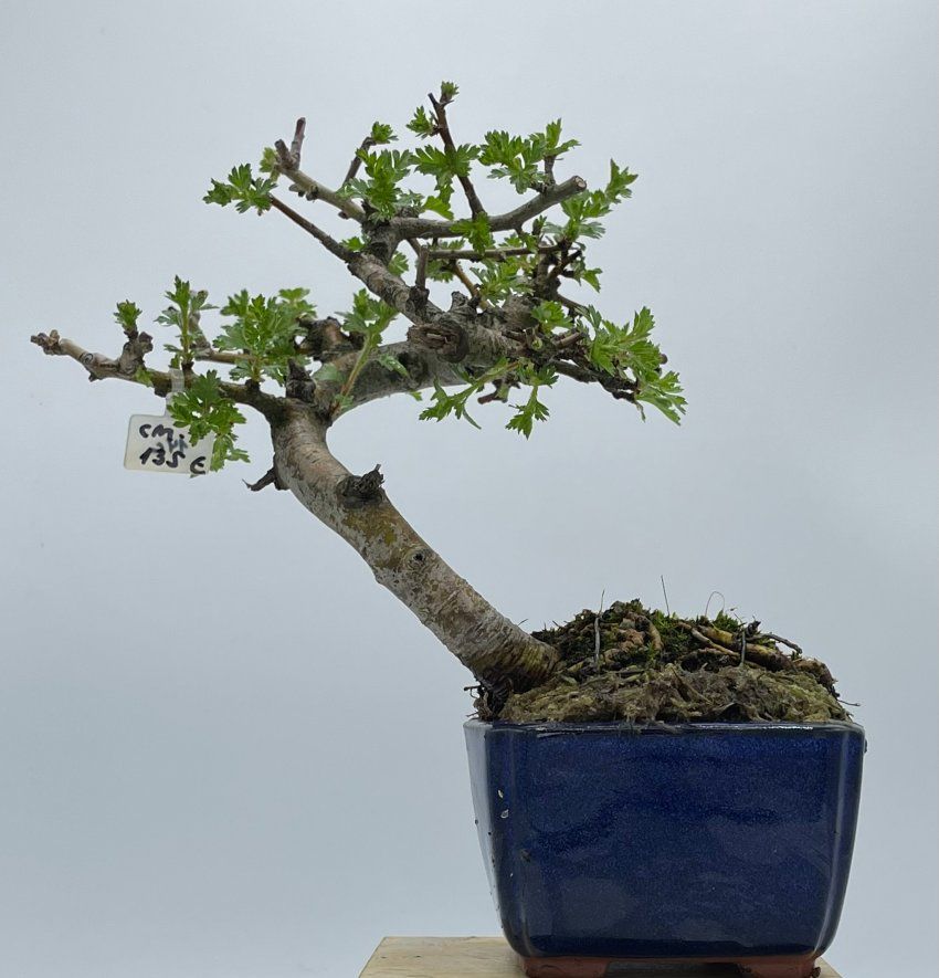 Crataegus Monogyna Espino Albar