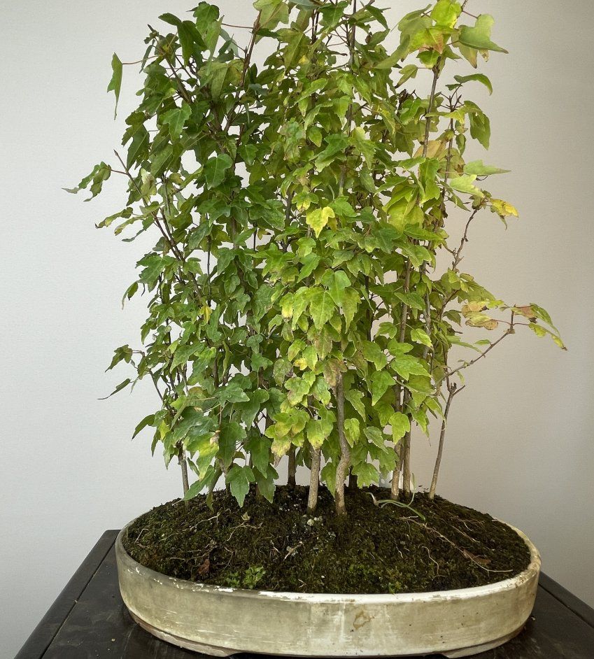 IMG 0684