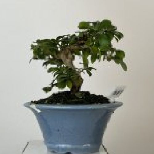 IMG 0718