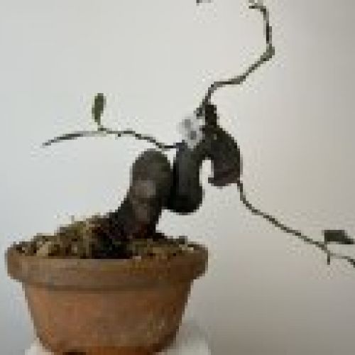 IMG 0852