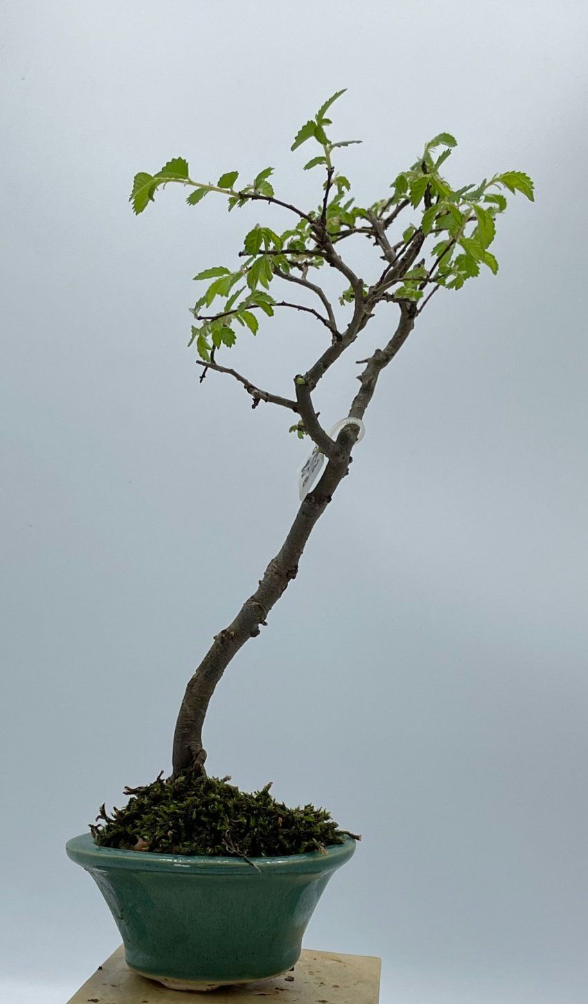Olmo Parviflora Chino