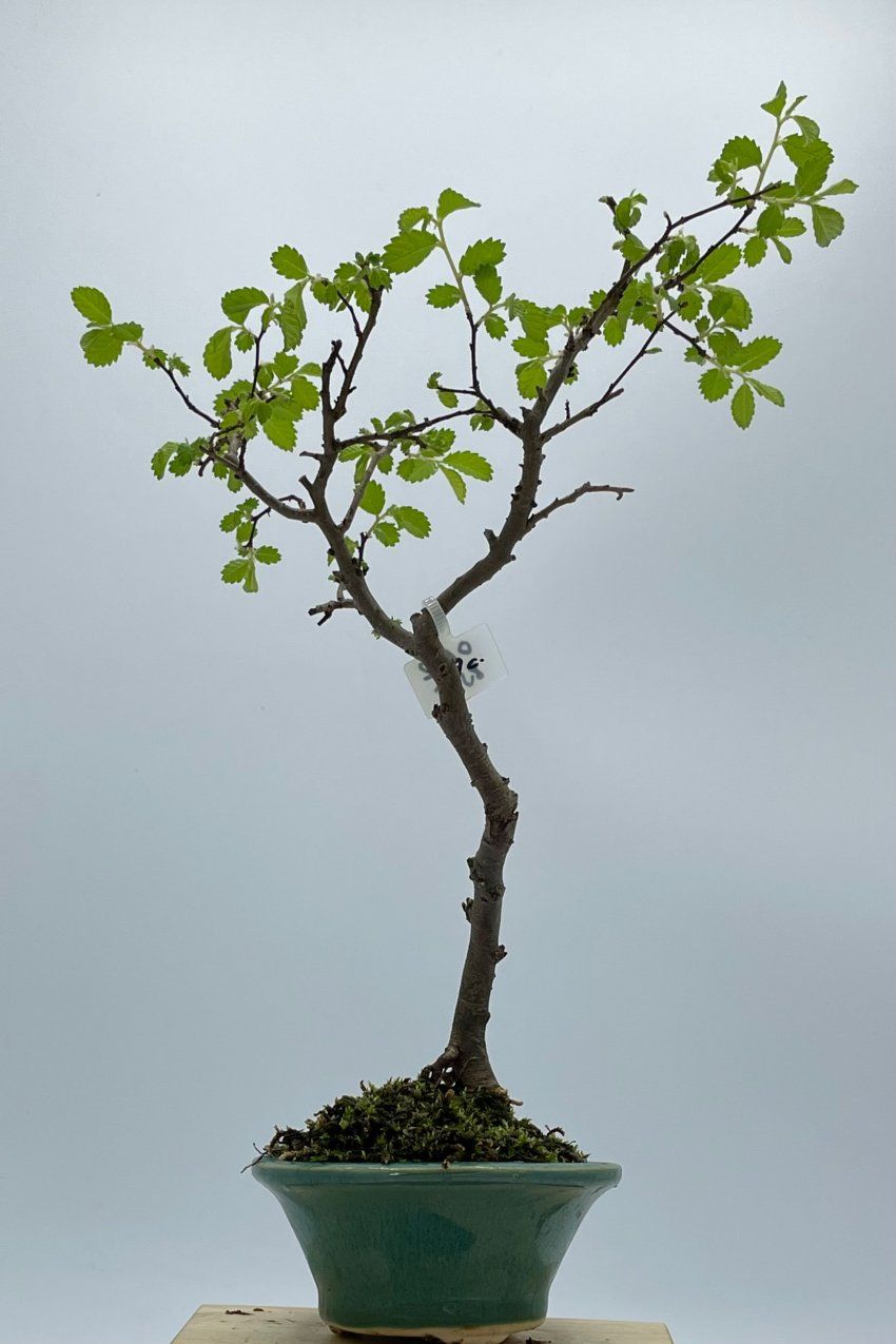 Olmo Parviflora Chino