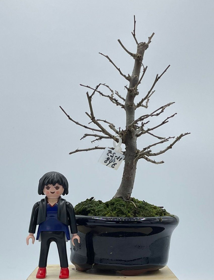 Zelkova Serrata formal