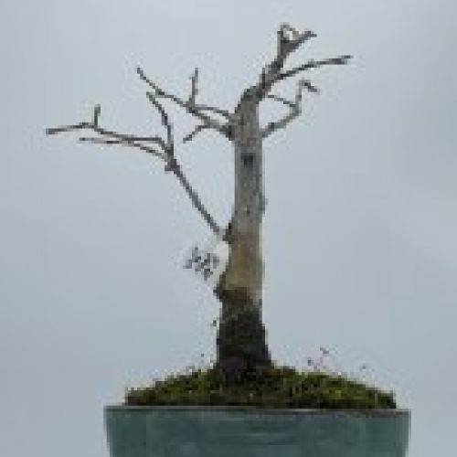 Prunus Espinosa
