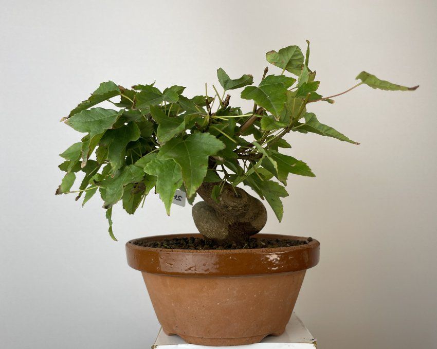IMG 0732