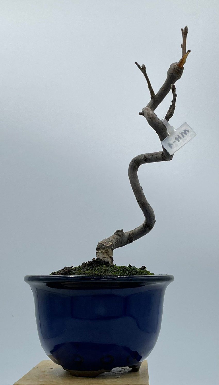 Malus Halliana