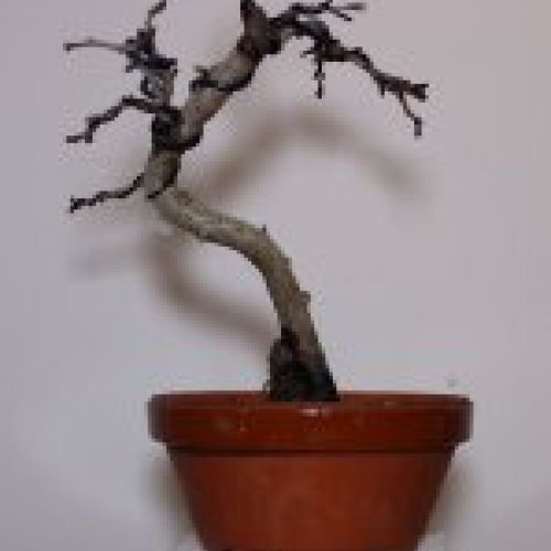 IMG 0048