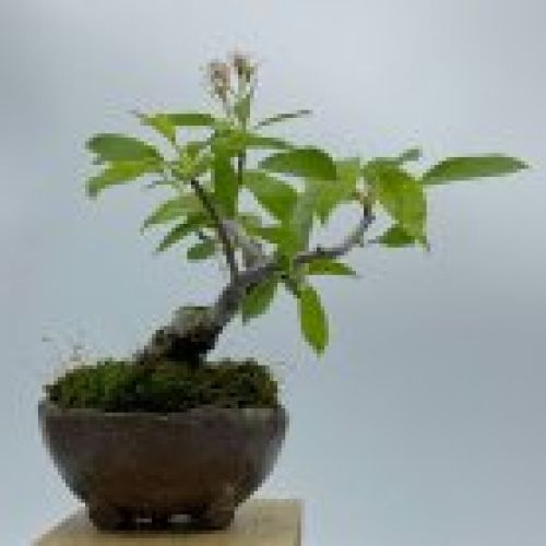 Malus Sieboldii