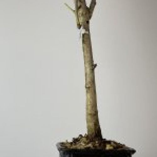 IMG 0901