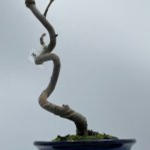 Malus Halliana