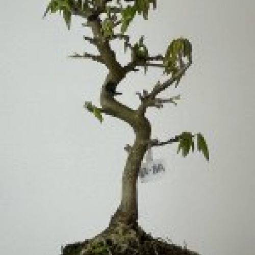 IMG 7772