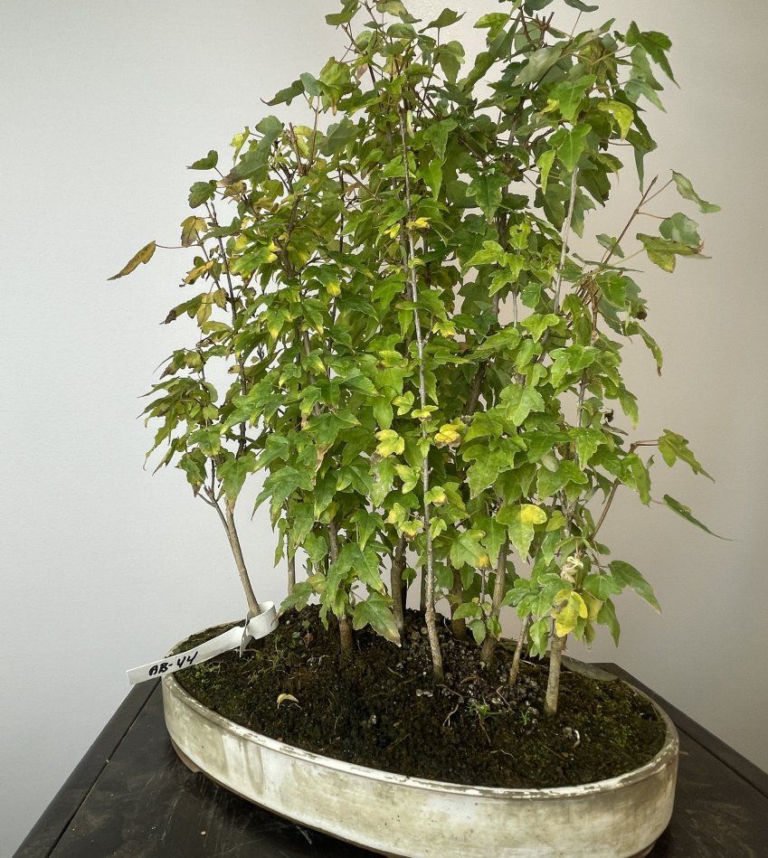IMG 0682