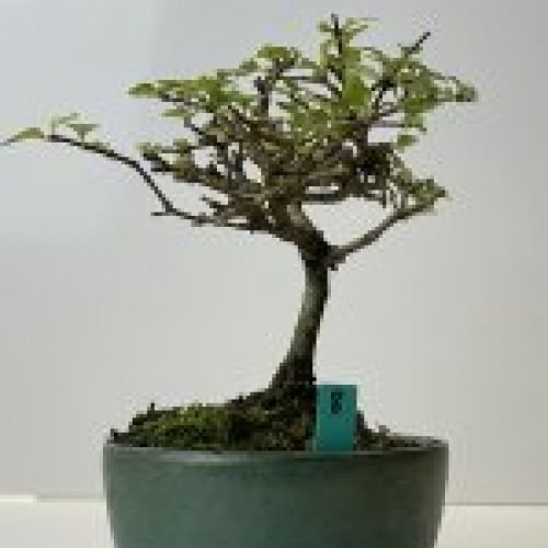 IMG 0605