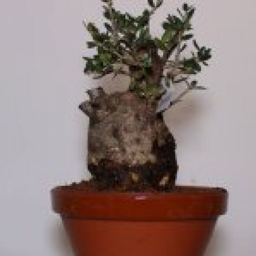 IMG 0057