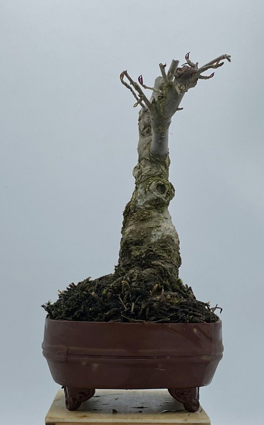 Ilex Serrata