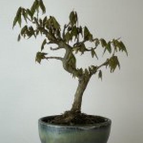 IMG 7753