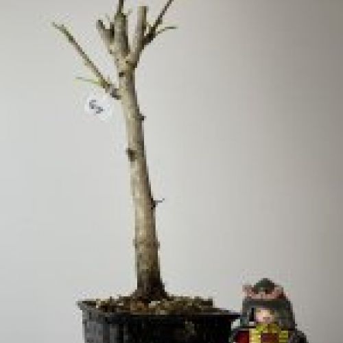 IMG 0903