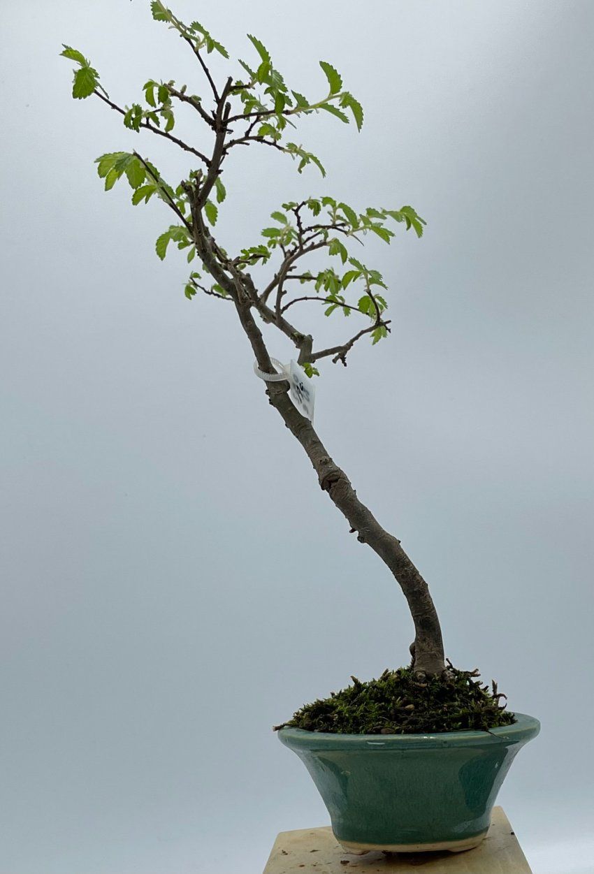 Olmo Parviflora Chino