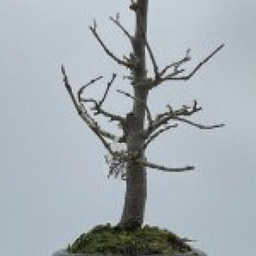 Zelkova Serrata formal