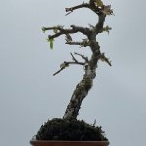 Pyracantha Coccinea