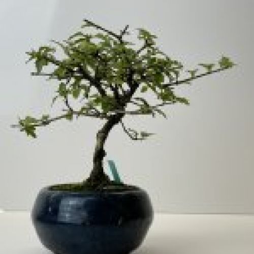 IMG 0609