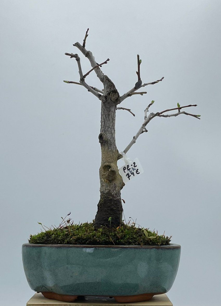 Prunus Espinosa