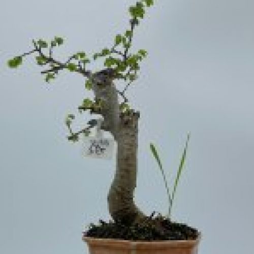 Olmo Parviflora Chino