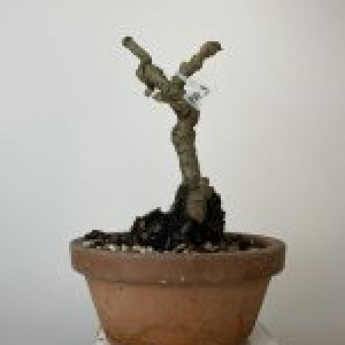IMG 0837