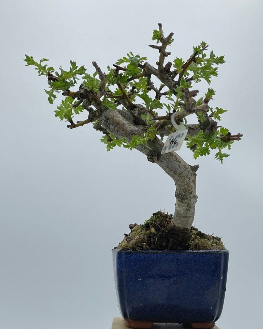 Crataegus Monogyna Espino Albar