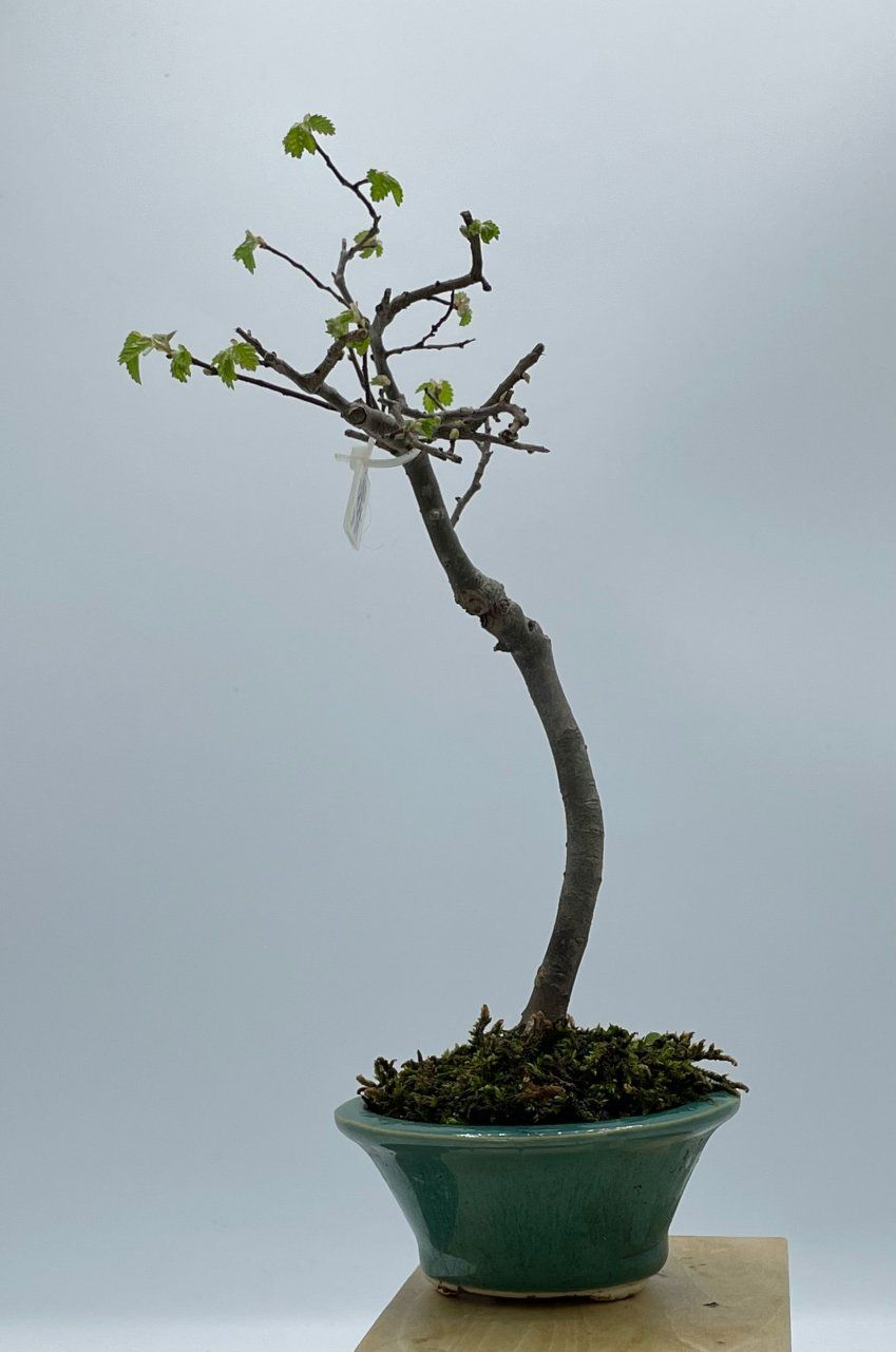 Olmo Parviflora Chino