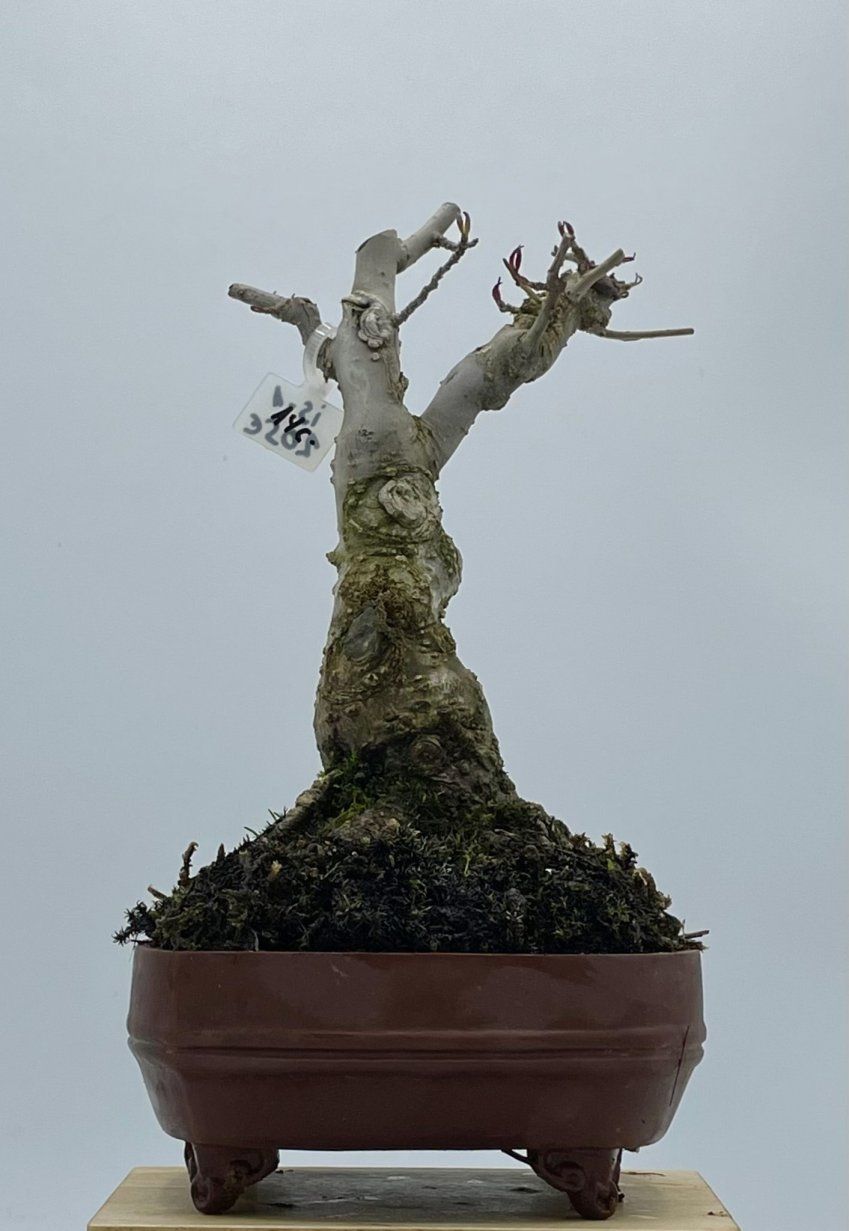 Ilex Serrata