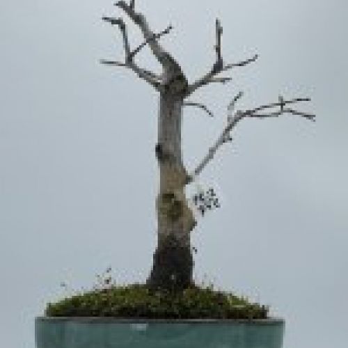 Prunus Espinosa