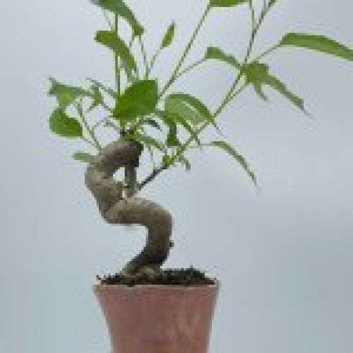 Malus Everest