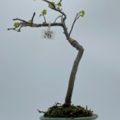 Olmo Parviflora Chino