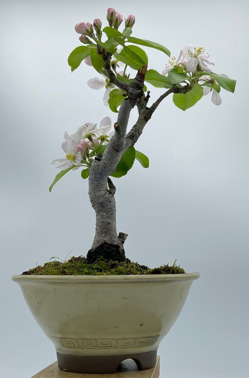 Malus Ralls Janet