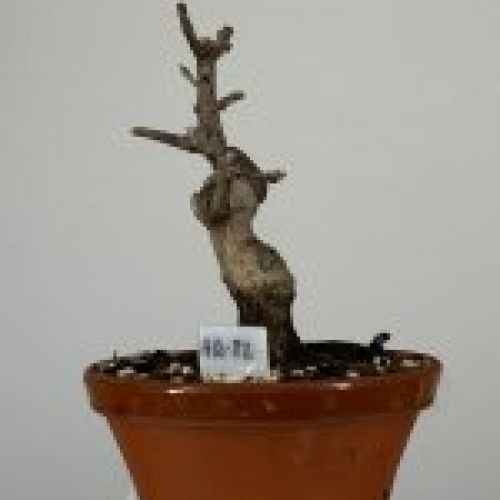 IMG 0327
