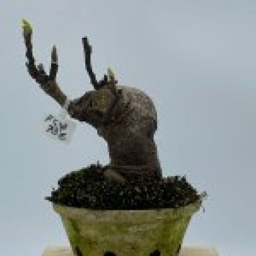 Ficus Carica Higuera