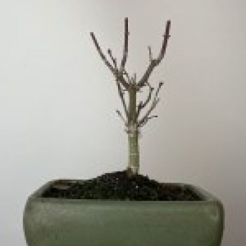 IMG 0663